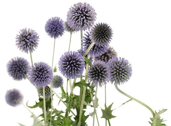 Echinops ως μέρος του δέντρου Hondro Sol Valgus